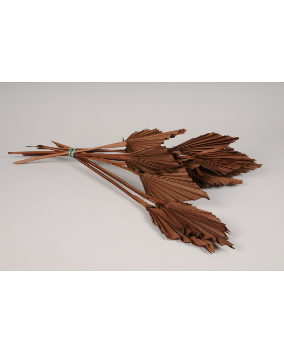Fleurs séchées palm spear chocolat