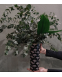 Vase ginko