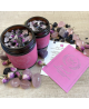 Bougie Boréal 120ml