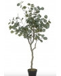Fausse plante eucalyptus
