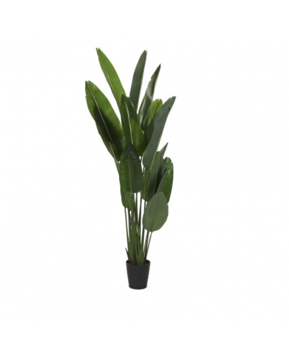 Fausse Plante Bananier