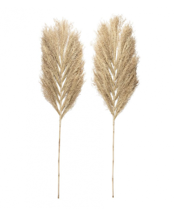 Plantes séchées Mimosa x2