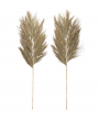 Plantes déchées dattier x2