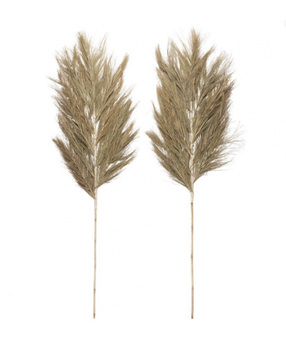 Plantes déchées dattier x2