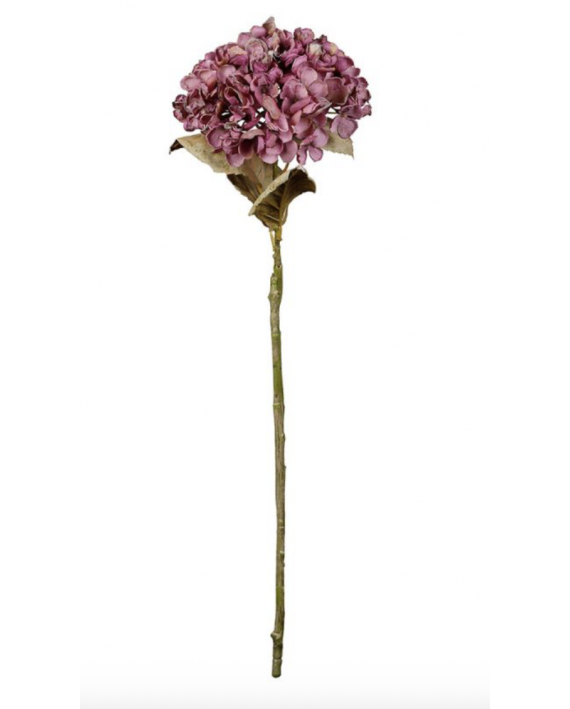 Fleur hydrangea violet