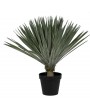 Plante sisal verte H80 cm