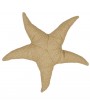 Coussin étoile de mer