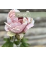 PIVOINE TIGE ROSE VERTE