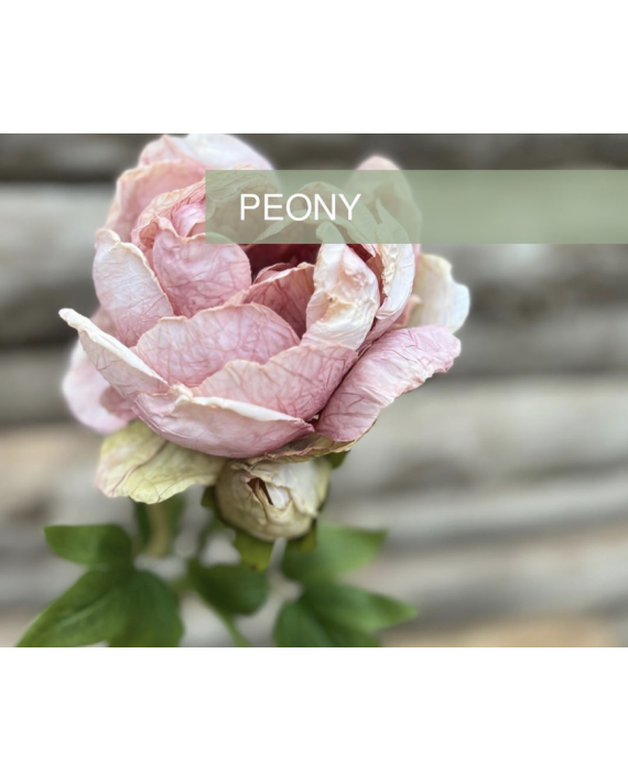 PIVOINE TIGE ROSE VERTE