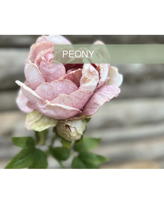 PIVOINE TIGE ROSE VERTE