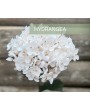 HORTENSIA SIMPLE BLANC