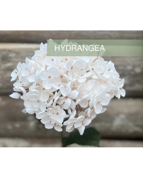 HORTENSIA SIMPLE BLANC