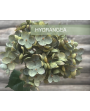 HORTENSIA SIMPLE VERTE