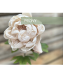 PIVOINE TIGE BEIGE