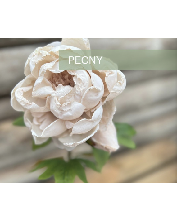 PIVOINE TIGE BEIGE