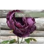 PIVOINE TIGE VIOLET FONCÉ