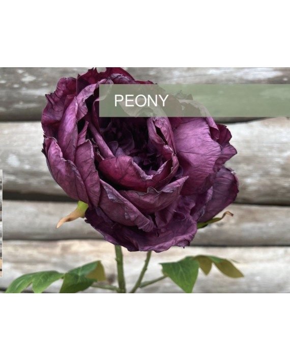 PIVOINE TIGE VIOLET FONCÉ