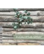 EUCALYPTUS BRANCHE