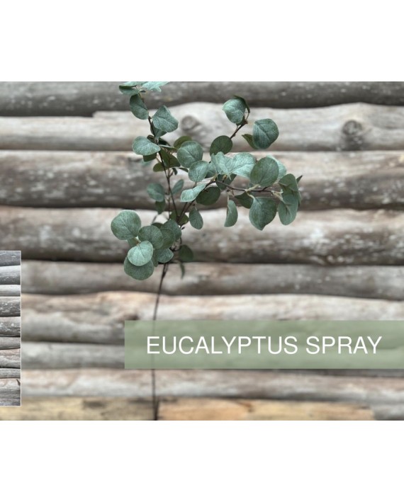 EUCALYPTUS BRANCHE