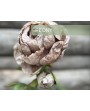 FLEURS PIVOINE TIGE BRUNE