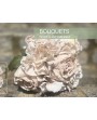 BOUQUET DE ROSES ET D'HORTENSIAS BLANC ANTIQUE