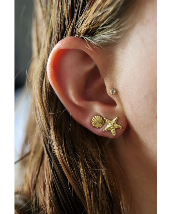 Puces d'oreille coquillage