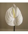 Tige Fleur blanche Anthurium