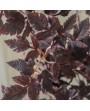 Tige feuilles de prunier bordeaux