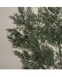Branches de sapin vert