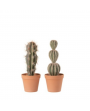 Plante cactus N°1