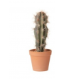 Plante cactus N°1