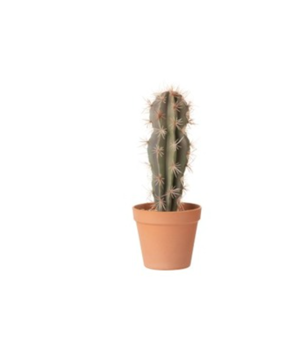 Plante cactus N°1